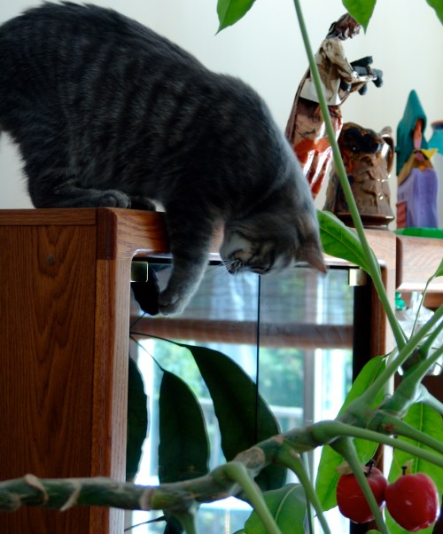 kiki and butterfly 075.jpg