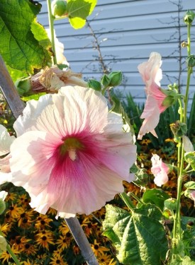 20180916_182952_HDR-1_resized