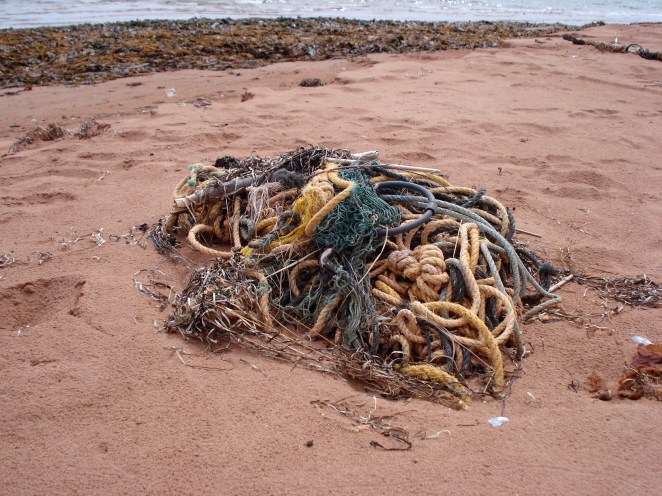 PEI + bockle 2008 025