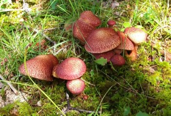 20180823_152016_HDR-1_resized - Copy.jpg