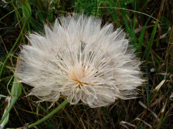 PEI + bockle 2008 059