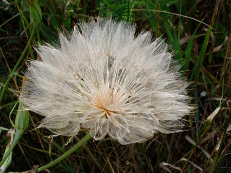 PEI + bockle 2008 059