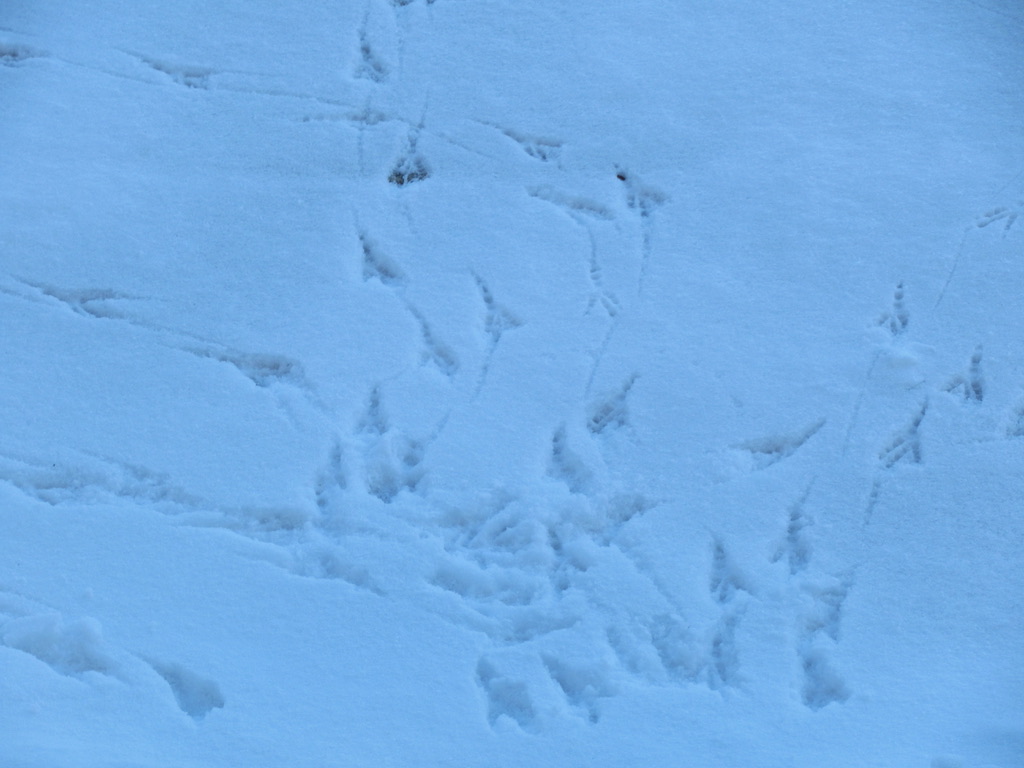 UNADJUSTEDNONRAW_thumb_2731