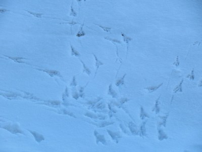 UNADJUSTEDNONRAW_thumb_2731