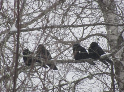 UNADJUSTEDNONRAW_thumb_2788